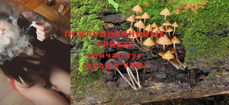 Галлюциногенные грибы Psilocybine cubensis  Сосновка 